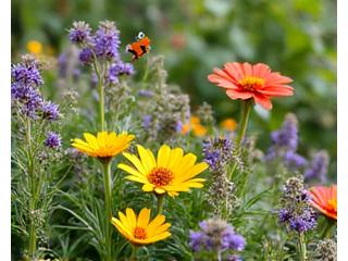 Portfolio Native Garden Biodiversity Showcase